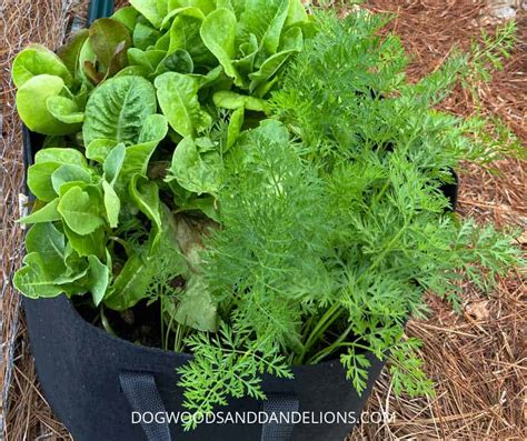 Fall Container Garden Vegetables – Dogwoods & Dandelions