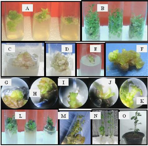 Micro propagation of dahlia hybrid plants [ Dahlia variabilis (Wild.)... | Download Scientific ...