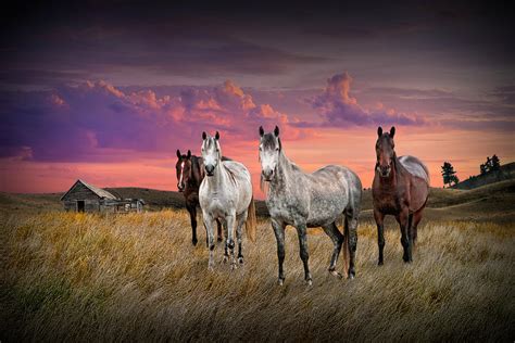 Western Landscapes With Horses