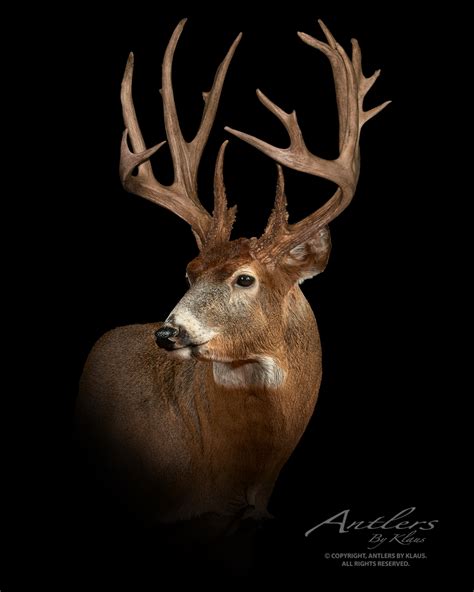 Aaron Fischer Buck - Antlers by Klaus