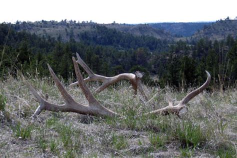 Insanely awesome elk shed antler photos | goHUNT