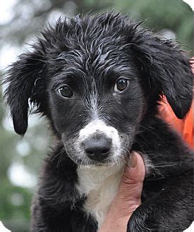 Barney (Rubble) | Adopted Puppy | Lodi, CA | Border Collie/Rat Terrier Mix