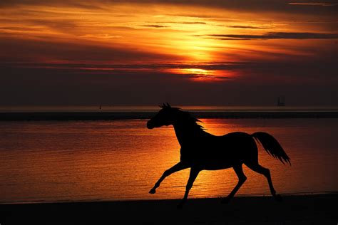 Horse Silhouette Sunset Beach Free Stock Photo - Public Domain Pictures