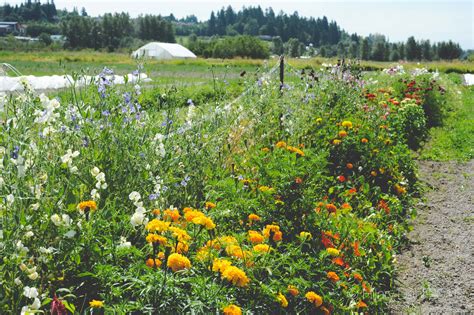 Planning Your Annual Cut Flower Garden — Seattle Urban Farm Company ...