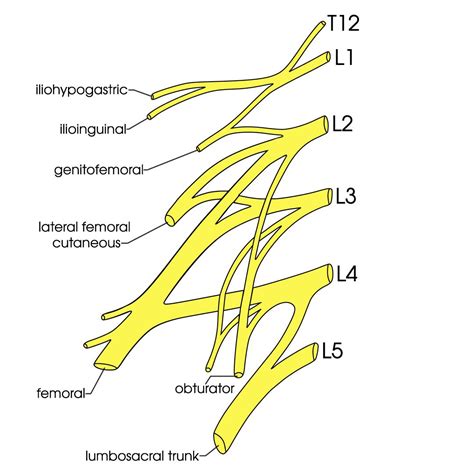 Lumbar Plexus | AnatomyZone