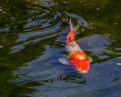 Kohaku Koi fish: vitogene: Galleries: Digital Photography Review : Digital Photography Review