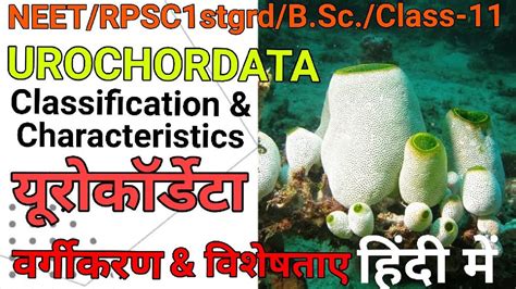 Urochordata Classification and Characters in Hindi B.Sc 2nd Yr ...