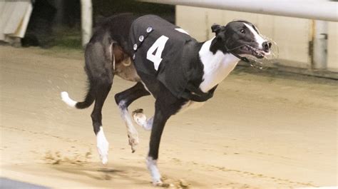 Perry Barr - Greyhound Star | News from the Greyhound Industry