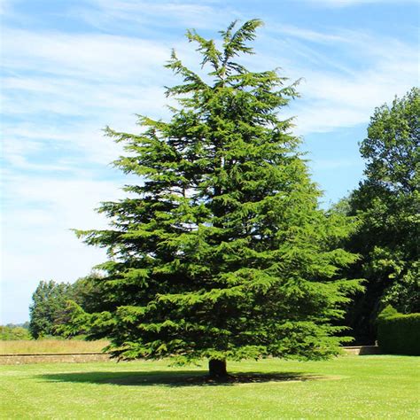 Deodar Cedar Evergreen Trees for Sale – FastGrowingTrees.com