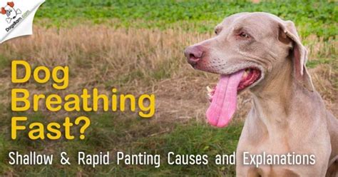 Dog Breathing Fast? Heavy Panting & Shallow Breathing Causes