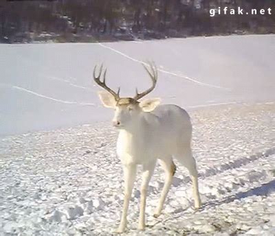 White deer surprised by his own antlers shedding | Funny Pictures ...