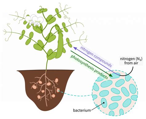 Rhizobium: nitrogen fixing bacteria – Inanimate Life