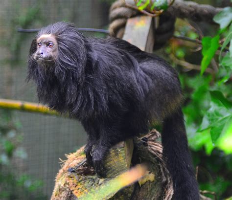 Animals of the world: Black lion tamarin