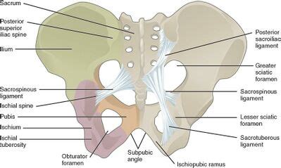 Pelvic Landmarks - Physiopedia