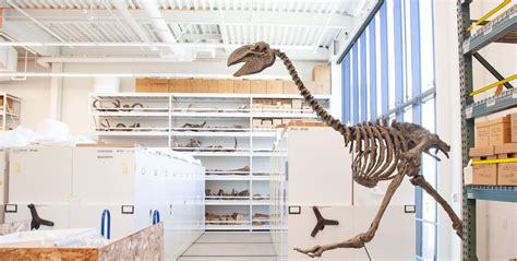 Vertebrate Paleontology | Burke Museum