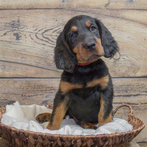 Gordon Setter Puppies for Sale | Greenfield Puppies | Setter puppies, Gordon setter, Greenfield ...