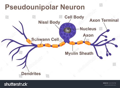 Neuron Cell Structurepseudounipolar Neuron Stock Vector (Royalty Free ...