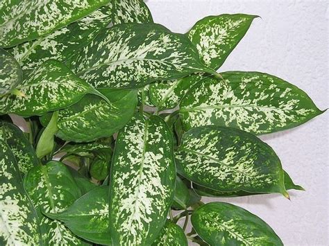 Propagating A Dieffenbachia: How To Propagate Dieffenbachia Plants ...