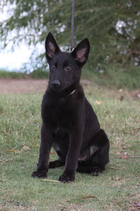 7 Things You Didn’t Know About The Black German Shepherd - Animalso