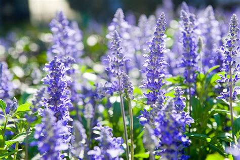 How to Grow and Use Hyssop | Gardener’s Path