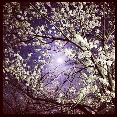 The full moon & full blooming cherry blossoms last night in Tokyo. Beautiful Places In Japan ...