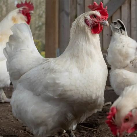 Can You Breed Cornish Cross Chickens Yourself? - Poultry Parade