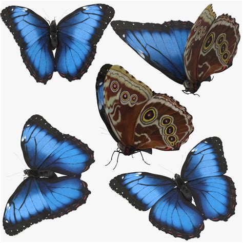 3d blue morpho butterfly 5 model