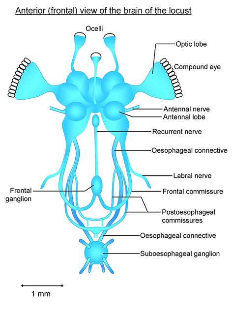 What are the Important Neuroendocrine Systems in Insects?