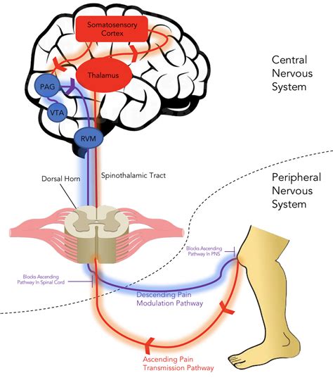 Pain Transmission Pathway – Opioid Peptides