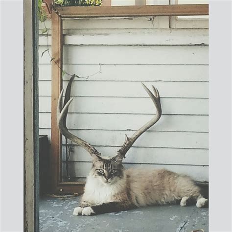 Cat lined up perfectly with deer antlers : cats