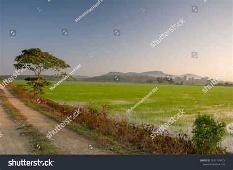 Stunning View Paddy Field During Sunrise Stock Photo (Edit Now) 1043199472