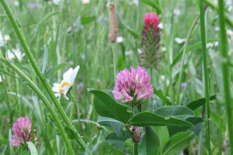 Red Clover Plant - Free photo on Pixabay - Pixabay