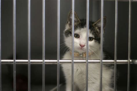 Delaware becomes first no-kill state for animal shelters, activists say - ABC News