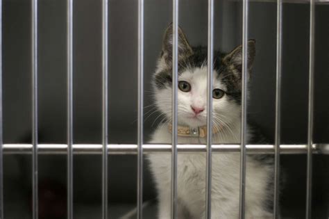 Delaware becomes first no-kill state for animal shelters, activists say ...