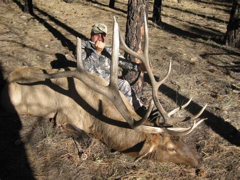 Guided Bull Elk Hunting in Arizona | BMO Hunts