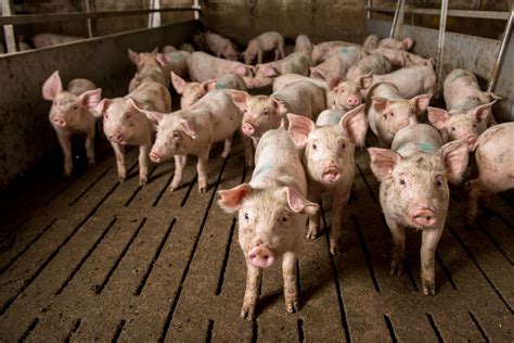 Swine Breeding Herd Increases for First Time Since 2019 - ProAg