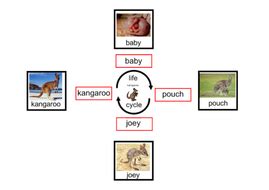 Life Cycle of Kangaroo - Interactive Activities and Worksheets | Teaching Resources