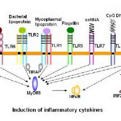 Factors influencing Th1/Th2 polarization When exposed to parasite... | Download Scientific Diagram