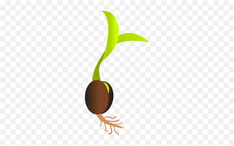 Germination Monocotyledon Sprout Seed Plant - Seed Clipart Png Emoji ...