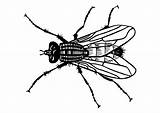 Dibujos De Mosca 13 Para Colorear Pinta  Vrogueco sketch template