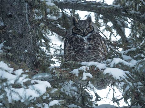 Some of the Pros of Using Micro Four-Thirds Cameras for Wildlife ...