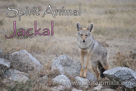 Jackal Spirit Animal – Meaning And Symbolism - Spirit Animals