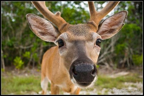 Key Deer- native to the florida keys- the size of a large dog | Key deer, Deer, Animals