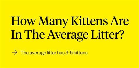 How Many Cats Are In A Litter Of Kittens? | Dutch