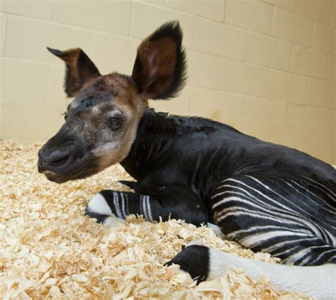 Baby Okapi born at Disney's Animal Kingdom | The Disney Blog