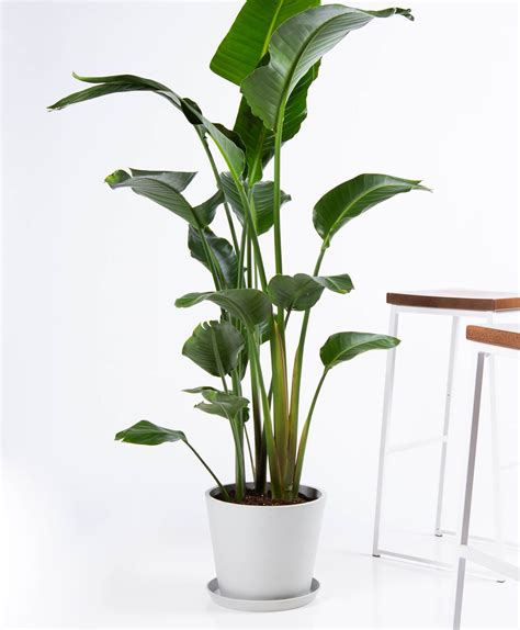 Buy Extra Large, Potted Bird of Paradise Indoor Plant | Bloomscape