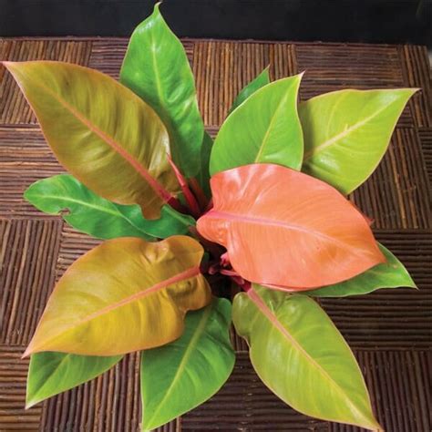 Philodendron 'Prince of Orange' 7" Pot - Hello Hello Plants & Garden ...