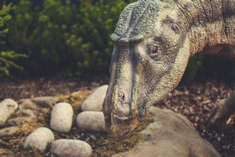 How did dinosaurs reproduce and be born? - All Pets Need