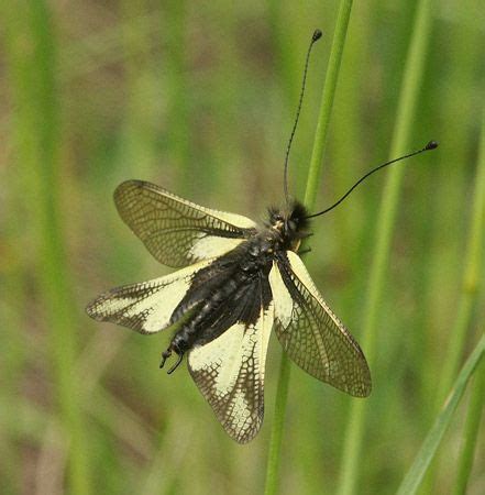 Owlfly | Predator, Nocturnal & Wingspan | Britannica