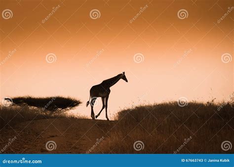 Giraffe on the Sunset Sky Background Stock Image - Image of amboseli ...